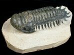 Huge, Inch Crotalocephalina Trilobite #4938-1